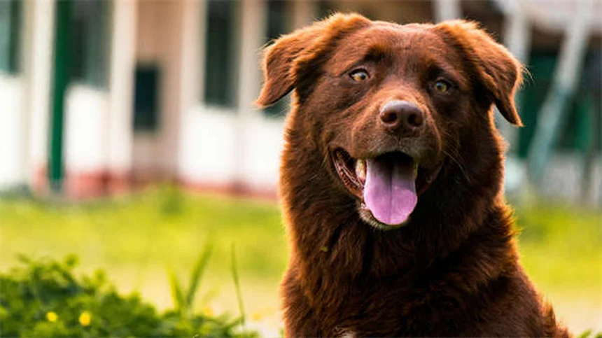 10 Dog Breeds That Can't Handle Cold Weather (And How to Keep Them Warm)