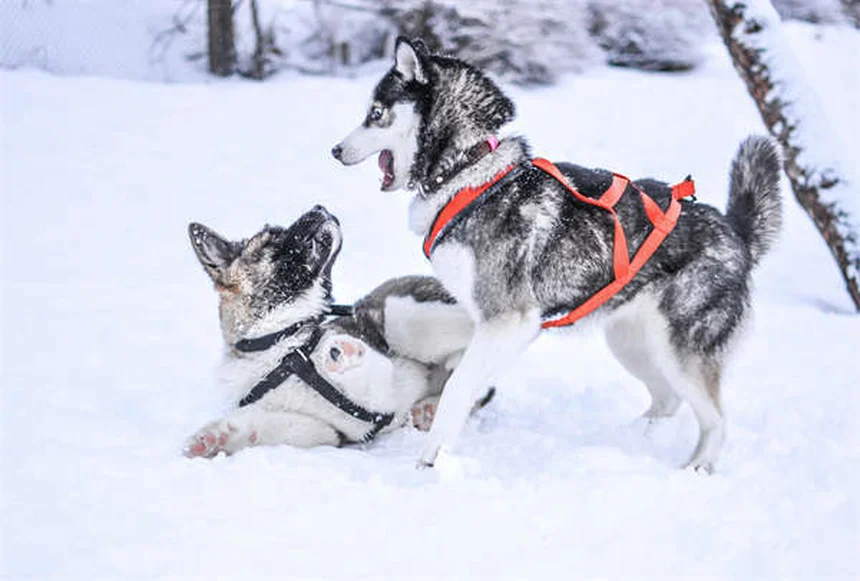 10 Dog Breeds That Can't Handle Cold Weather (And How to Keep Them Warm)
