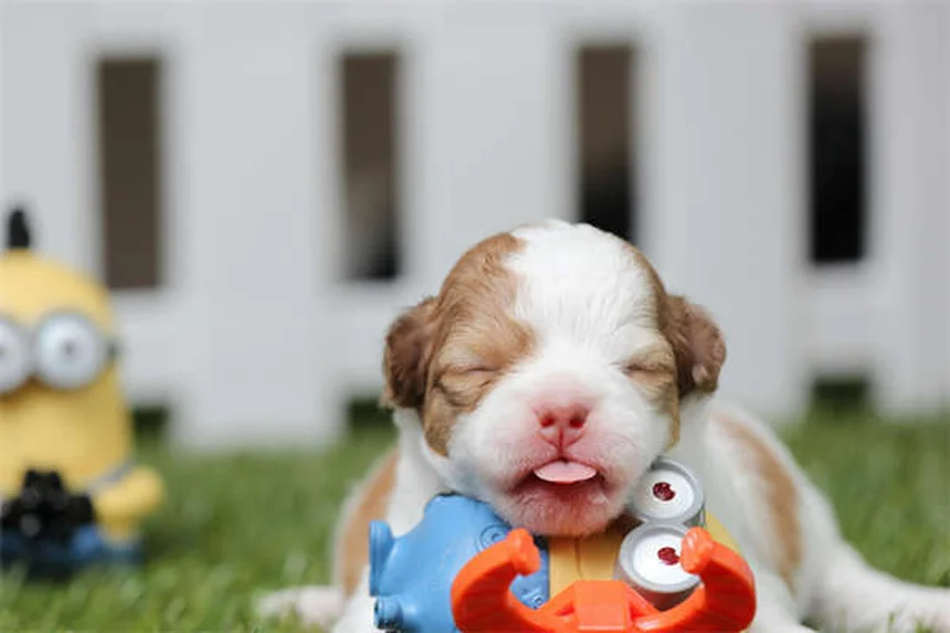 10 Dog Breeds That Can't Handle Cold Weather (And How to Keep Them Warm)