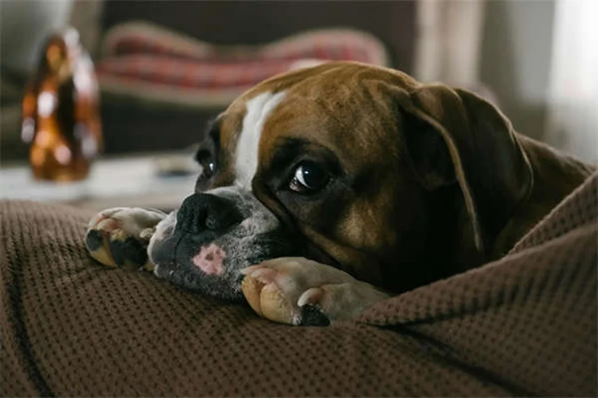 Does Dawn Dish Soap Kill Fleas? The Surprising Truth