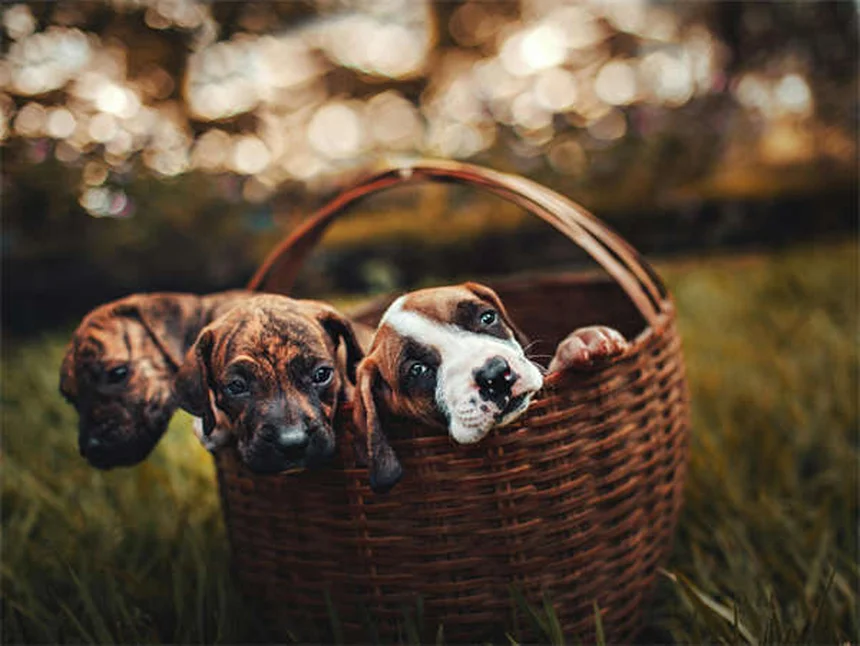 Does Dawn Dish Soap Kill Fleas? The Surprising Truth
