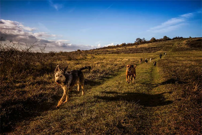 Dog Throwing Up Yellow? 7 Causes & When to Worry