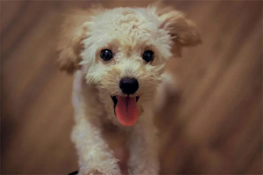 Dog Throwing Up Yellow? 7 Causes & When to Worry