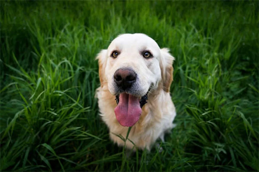 5 Dog-Safe Cleaning Products That Actually Work (Protect Your Pup!)