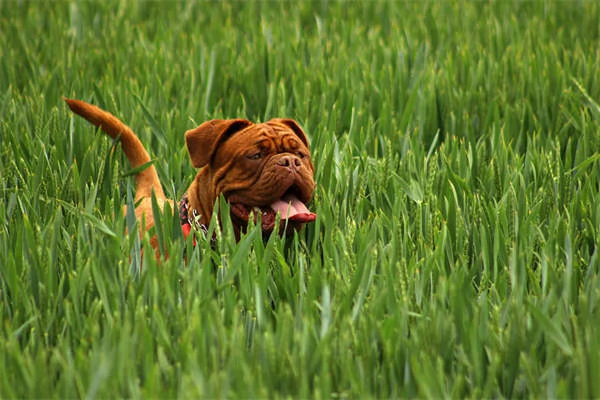 Is Toilet Water Safe for Pets? 5 Shocking Risks You Need to Know