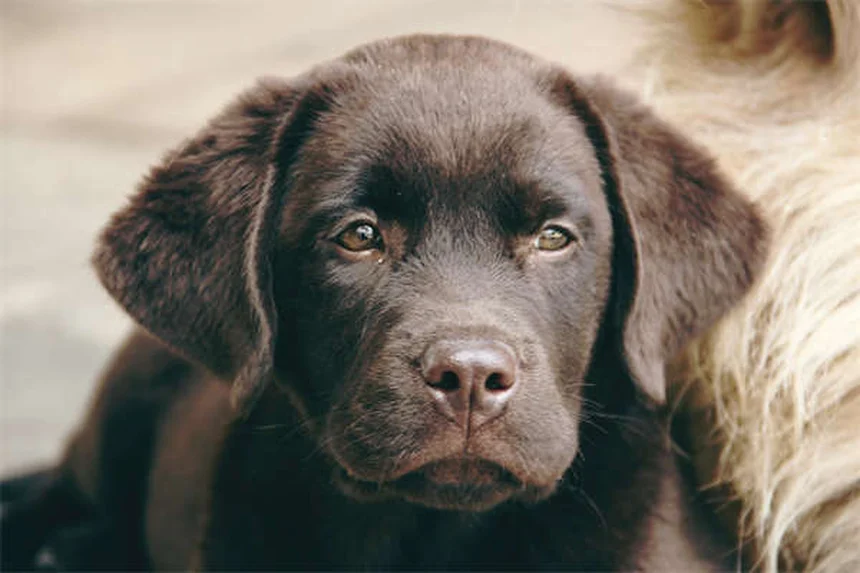 7 Easy Ways to Clean Dog Paws After Walks (Vet-Approved)