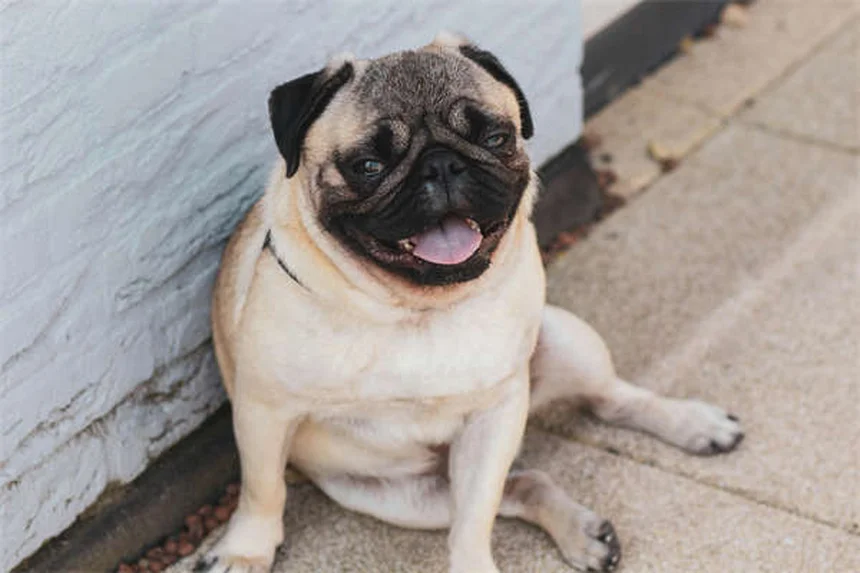 Puppy Grooming 101: Essential Tips for Your New Best Friend