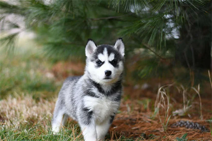 Puppy Grooming 101: Essential Tips for Your New Best Friend