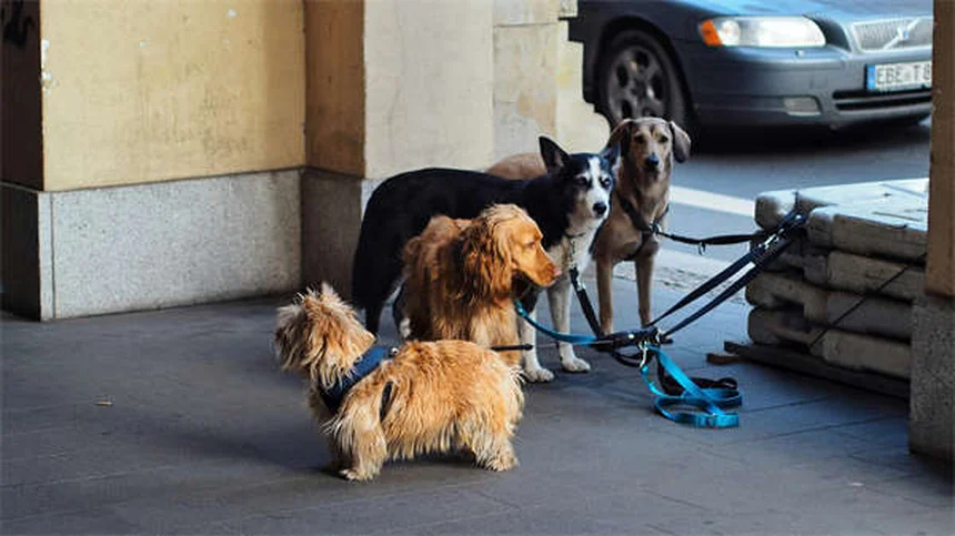 Puppy Grooming 101: Essential Tips for Your New Best Friend