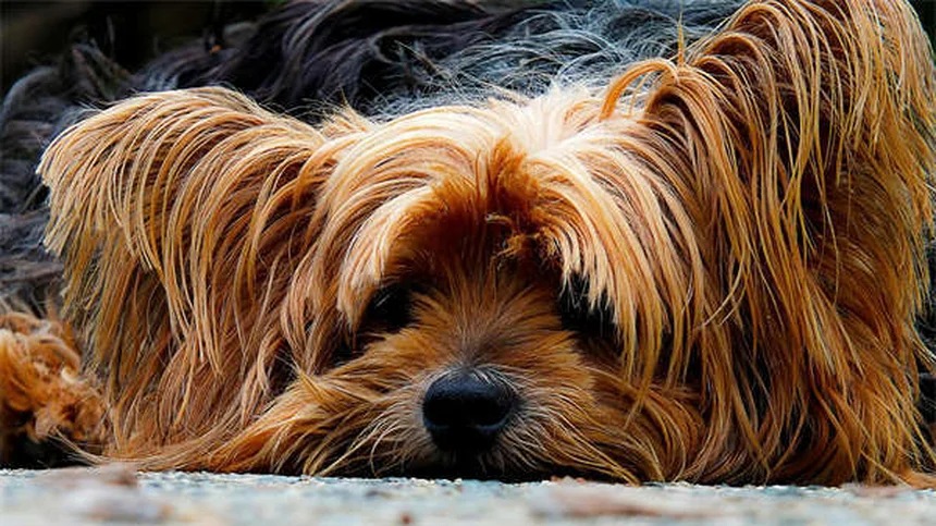 Puppy Travel Tips: How to Road Trip With Your New Dog Safely