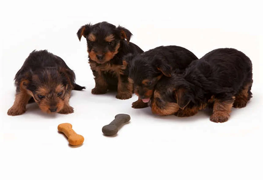 Puppy Travel Tips: How to Road Trip With Your New Dog Safely