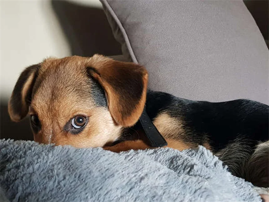 Puppy Travel Tips: How to Road Trip With Your New Dog Safely