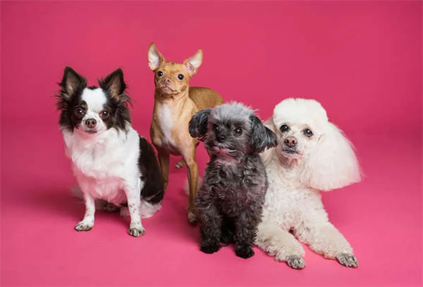 Puppy Weaning 101: Your Complete Guide to Transitioning from Milk to Solid Food