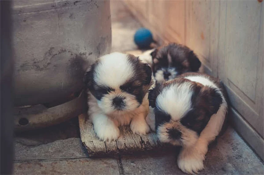 Puppy Weaning 101: Your Complete Guide to Transitioning from Milk to Solid Food
